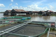 (Ảnh minh họa: Chương Đài/TTXVN)