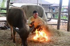 Người dân đốt lửa sưởi ấm cho gia súc. (Ảnh: Xuân Tư/TTXVN)