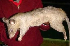 Bé gái đã chết thương tâm sau khi bị những con chuột cỡ lớn tấn công. (Nguồn: Dan Newling/Dailymail)