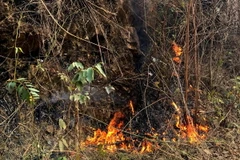 Cháy rừng keo giáp ranh với khu rừng quốc gia Yên Tử ngày 22/12. (Ảnh: Trung Nguyên/TTXVN)