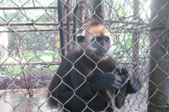 Siết chặt quản lý nuôi, trồng các loài thuộc diện quý hiếm