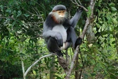 Khởi tố đối tượng mua bán, tàng trữ động vật rừng quý hiếm