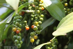 Doanh nghiệp cần thận trọng khi xuất khẩu hồ tiêu sang Myanmar. (Ảnh minh họa. Nguồn: TTXVN)