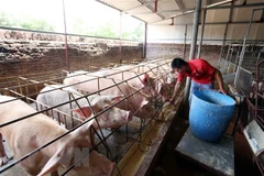 Một trang trại nuôi lợn. (Ảnh: Phạm Kiên/TTXVN)