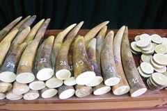 Ảnh minh họa. (Nguồn: TTXVN)