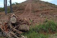 Hiện trường vụ phá rừng thông 20 năm tuổi tại xã Nam Hà, huyện Lâm Hà, tỉnh Lâm Đồng. (Ảnh: Đặng Tuấn/TTXVN)