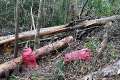 Hiện trường vụ phá rừng. (Ảnh: Cao Nguyên/TTXVN)