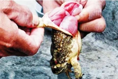 Đắk Lắk: Ba chị em bị ngộ độc phải nhập viện sau khi ăn thịt cóc