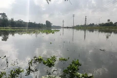 Ngập lụt tại xã Hưng Lộc, thành phố Vinh, tỉnh Nghệ An. (Ảnh: Nguyễn Oanh/TTXVN)