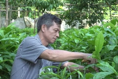 Ươm cây dổi giống. (Ảnh: Thanh Hải/TTXVN)