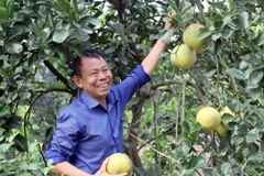 Ông Nguyễn Bá Hữu tại khu trang trại VAC của gia đình. (Ảnh: Đồng Thúy/TTXVN)