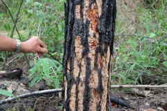 Lâm tặc dùng máy khoan lỗ vào gốc cây rồi bơm thuốc diệt cỏ để hạ độc. (Ảnh: TTXVN)