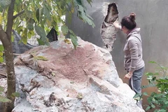 Một nhà dân gần chân núi ở xóm Lũng Phiắc ở xã Đàm Thủy huyện Trùng Khánh (Cao Bằng) bị đá núi rơi thủng tường. (Ảnh: Quốc Đạt/TTXVN)