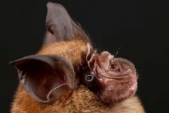 Virus gây bệnh SARS có nguồn gốc từ dơi tai to