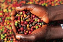 Sản lượng càphê Ấn Độ có thể giảm do thời tiết bất lợi