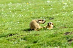 Trung Quốc: Phong tỏa thành phố có người chết do dịch hạch