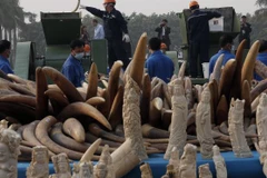 Trung Quốc công khai tiêu hủy 6 tấn ngà voi nhập lậu