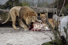 "Việc giết hươu cao cổ phù hợp với văn hóa Đan Mạch"