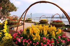 Đà Nẵng trang trí đường hoa đón Tết từ nguồn xã hội hóa