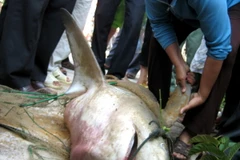 Bắt được con cá mập nặng 80kg ở vùng biển Quy Nhơn 