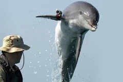 Cá heo của Mỹ sẽ tập trận cùng với NATO như thế nào?