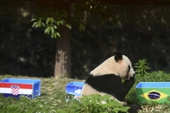 Bi kịch cổ động viên Trung Quốc đột tử vì thức đêm xem World Cup