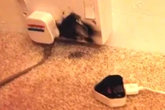 Một phụ nữ bị điện giật chết do gọi điện thoại khi đang cắm sạc pin