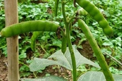 Hạt củ đậu: Chứa độc tố mạnh và chưa có thuốc giải độc đặc hiệu