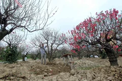 (Ảnh minh họa: An Đăng/TTXVN)