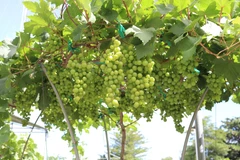 Nho cảnh nhìn bên ngoài bắt mắt, khách đến nhà ngày tết sẽ rất ấn tượng vì cây nho nhỏ xíu mà trĩu nặng quả. (Ảnh: Nguyễn Thành/TTXVN)