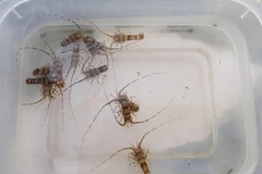 Tôm hùm giống được khai thác ở vùng biển thành phố Phan Rang-Tháp Chàm, Ninh Thuận. (Ảnh: Nguyễn Thành/TTXVN)