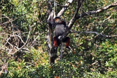 Voọc chà vá. (Ảnh minh họa: Đỗ Trưởng/TTXVN)