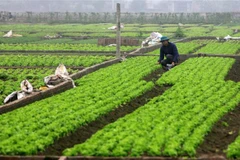 (Ảnh minh họa: Thế Duyệt/TTXVN)