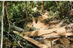 (Ảnh minh họa: Hoài Nam/TTXVN)