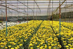 Một vườn cúc tại Đà Lạt. (Ảnh: Nguyễn Dũng/TTXVN)