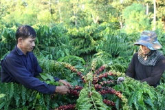 Thu hái càphê ở huyện Krông Pắk, Đắk Lắk. (Ảnh: Dương Giang/TTXVN)