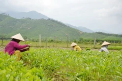 (Ảnh minh họa: Đoàn Văn Nhiều/TTXVN)