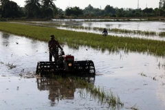 Làm đất để gieo sạ lúa ở huyện Giồng Riềng, Kiên Giang. (Ảnh: Lê Huy Hải/TTXVN)