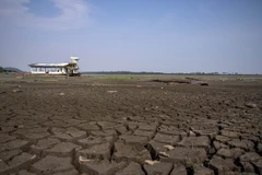 Đáy hồ Aleixo ở khu vực Manaus, Amazonas, Brazil nứt nẻ do hạn hán ngày 23/10. (Nguồn: AFP/TTXVN)