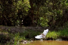 (Ảnh minh họa: An Hiếu/TTXVN)