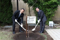 Đại sứ Nguyễn Quốc Cường và hạ nghị sỹ Akihiro Ohata chung tay trồng cây hoa anh đào của tỉnh Ibaraki trao tặng. (Ảnh: Nguyễn Tuyến-Gia Quân/Vietnam+)