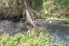 Ảnh minh họa. (Nguồn: binhphuoc.gov.vn)