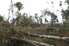 Rừng bị triệt hạ. (Ảnh: Anh Dũng/TTXVN)