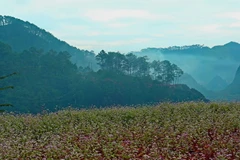 (Ảnh: Huy Hùng/TTXVN)