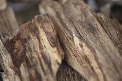 Một người Việt bị bắt ở Thái Lan vì khai thác trầm hương trái phép 