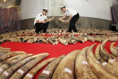 Ảnh minh họa. (Nguồn: China Daily)