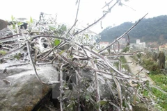 Ảnh minh họa. (Nguồn: TTXVN)