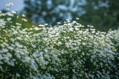 [Photo] Cúc họa mi đẹp tinh khôi "đón" mùa Đông về Hà Nội
