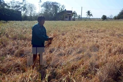 Cánh đồng lúa ở xã Hưng Hội, huyện Vĩnh Lợi, tỉnh Bạc Liêu bị mất trắng do hạn hán và xâm nhập mặn. (Ảnh: Nguyễn Thanh Liêm/TTXVN)