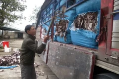 Số mực khô được đóng vào các bao tải lớn trên xe ôtô. (Ảnh: Trịnh Duy Hưng/TTXVN)